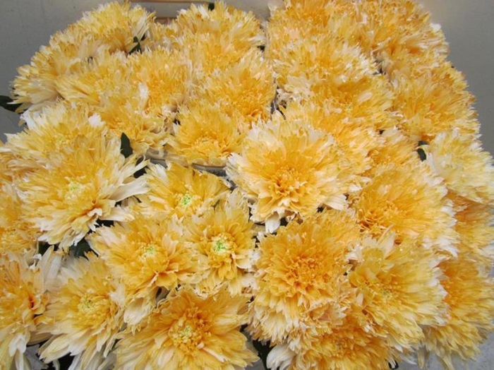 <h4>Chr G Undercover Pastel Oranje</h4>