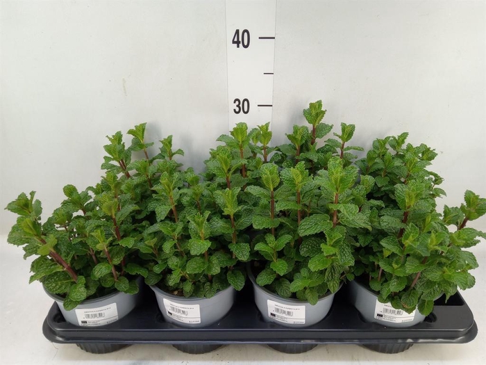 <h4>Mentha piperita</h4>