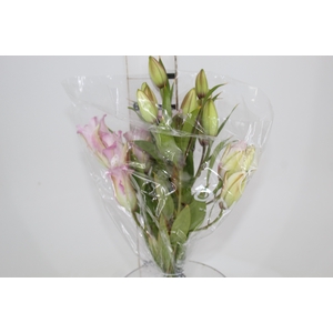 LIRIO ROSELILY ISABELLA 070 CM DOBRADO HT 3/5 FLS