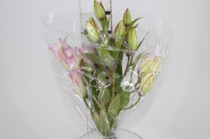 <h4>LIRIO ROSELILY ISABELLA 070 CM DOBRADO HT 3/5 FLS</h4>