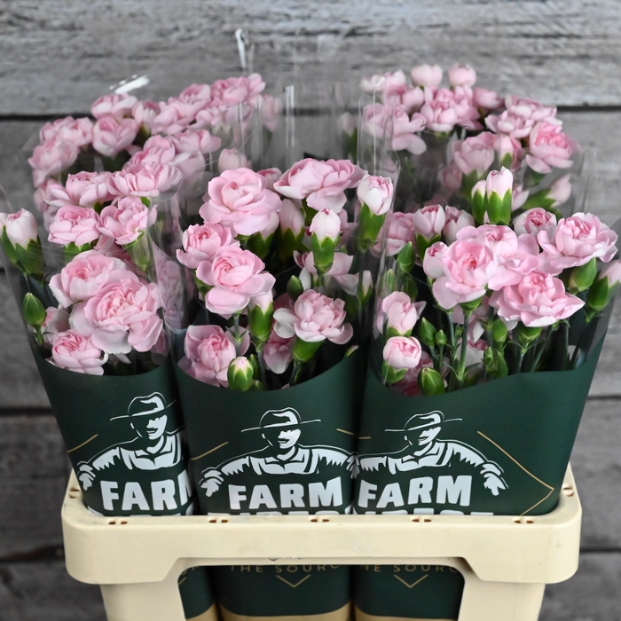 <h4>Di Tr Athena</h4>