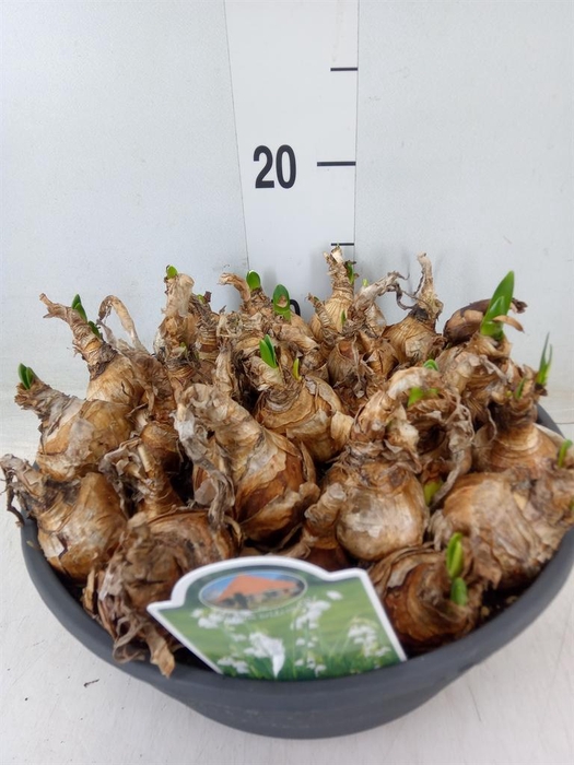 <h4>Leucojum aestivum</h4>