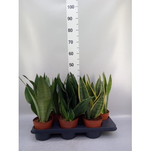Sansevieria trifa.   ...