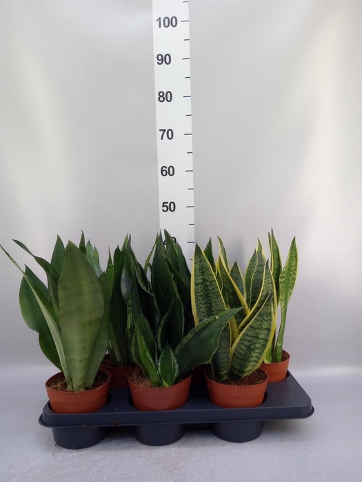 <h4>Sansevieria trifa.   ...</h4>