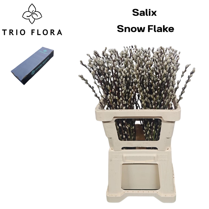 <h4>SALIX CA SNOW FLAKE L60 M-Box</h4>