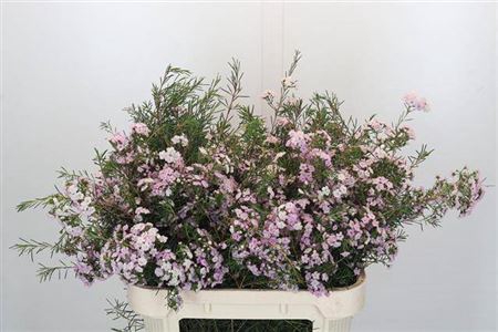 <h4>Chame Dancing Queen Rose 70cm</h4>