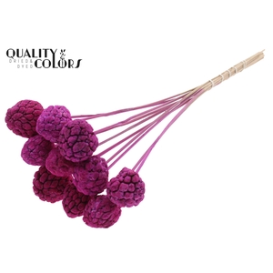 Atta Fruit on stem Bleached Lilac