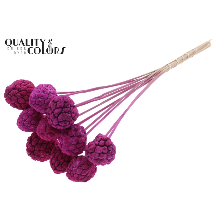 <h4>Atta Fruit on stem Bleached Lilac</h4>