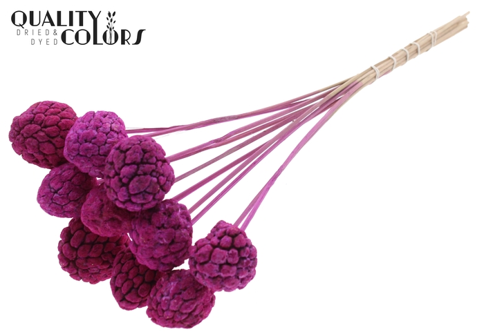 Atta Fruit on stem Bleached Lilac