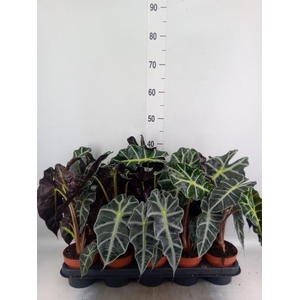 Alocasia amazonica 'Polly'