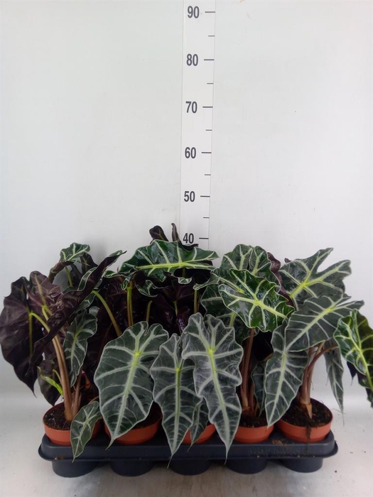 <h4>Alocasia amazonica 'Polly'</h4>