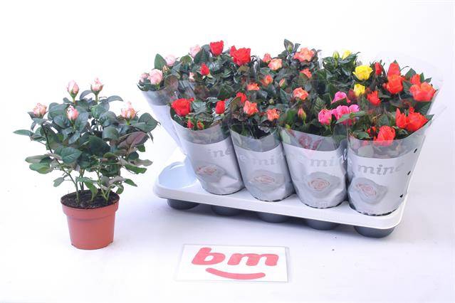 <h4>Ro B Monde Gem 6 Srt</h4>
