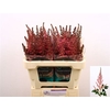 Astil C Vision Pink