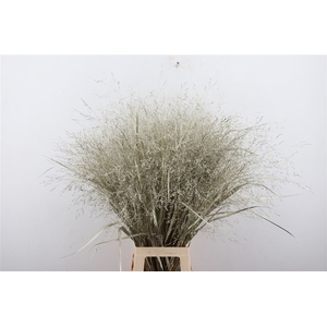 Siergras Panicum Kbh Platina P Stem