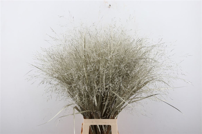 <h4>Siergras Panicum Kbh Platina P Stem</h4>