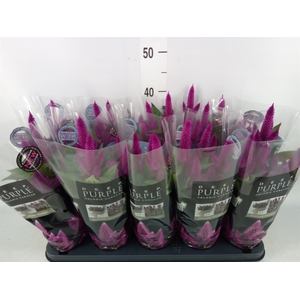 Celosia spic. 'Deep Purple'