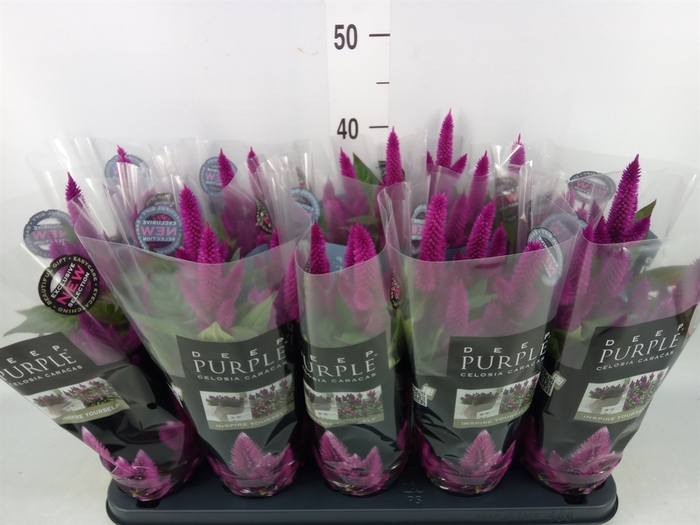 <h4>Celosia spic. 'Deep Purple'</h4>