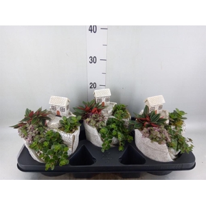 Arr.   Kamerplant Groen H%