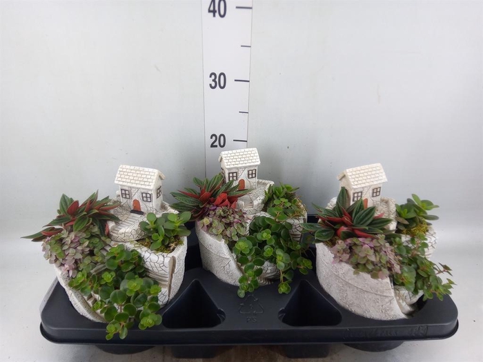 <h4>Arr.   Kamerplant Groen H%</h4>