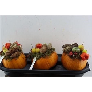 CUCURBITA PEPO