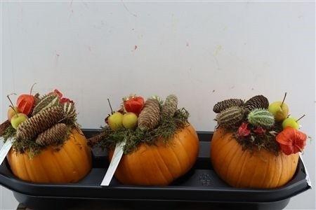 <h4>CUCURBITA PEPO</h4>