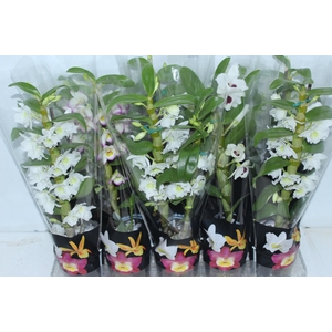 DENDROBIUM P12 PREMIUM