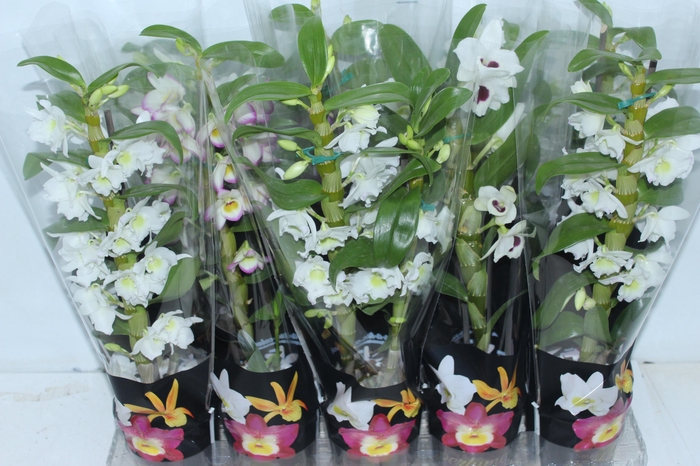 <h4>DENDROBIUM P12 PREMIUM</h4>