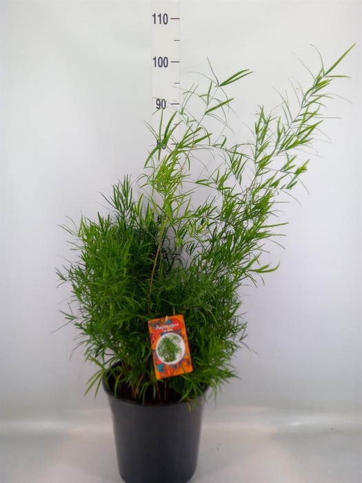 <h4>Asparagus falcatus</h4>