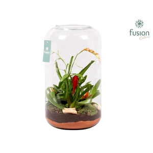 Green Bottle Isabella XXLarge met Bromelia