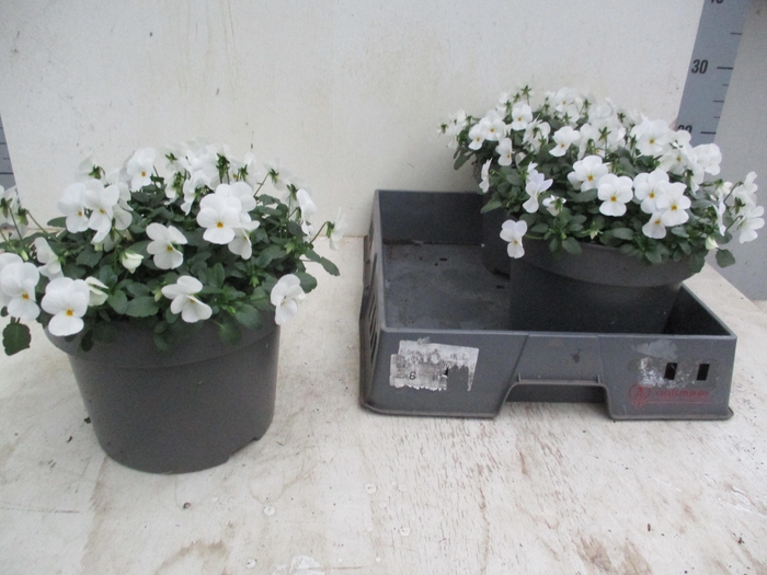 <h4>VIO CO TW WHITE</h4>