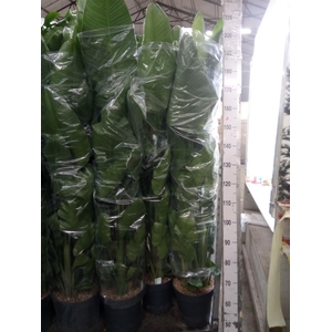 Strelitzia nicolai