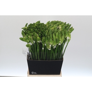 Ornithogalum Mount Fuji