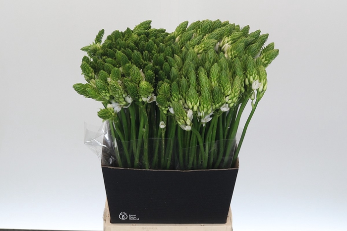 Ornithogalum Mount Fuji
