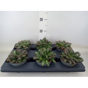 Planten Groen   ...L%