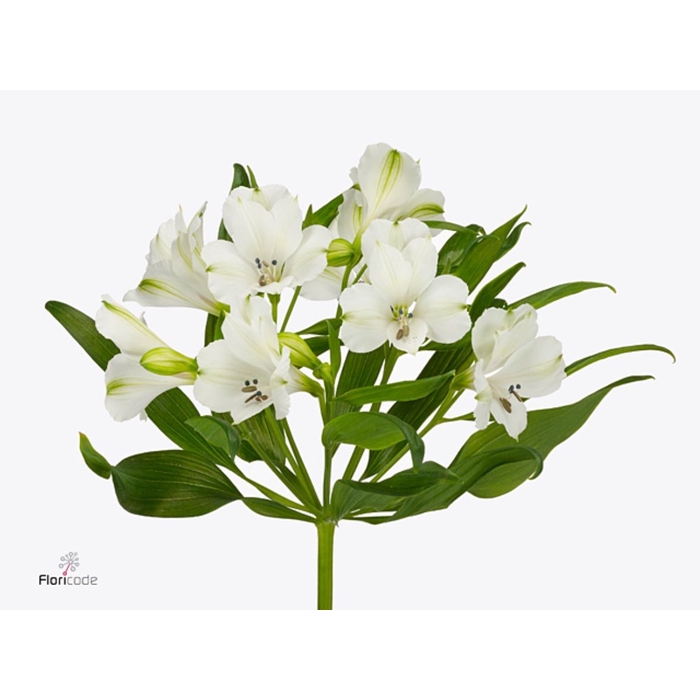 <h4>Alstroemeria Selection White</h4>