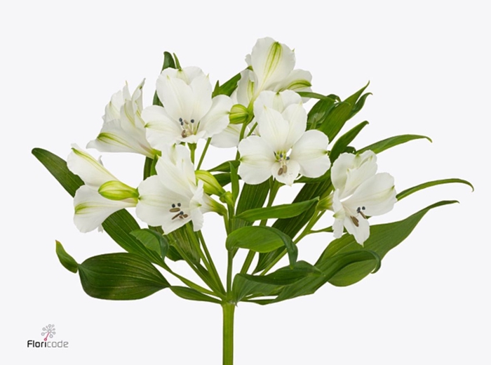 Alstroemeria Selection White