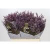 Limonium ov Piuma Sky