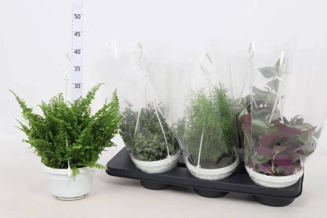 <h4>KAMERPL GEM OV</h4>