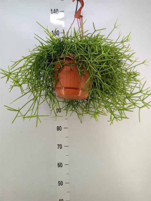 <h4>Rhipsalis heteroclada</h4>