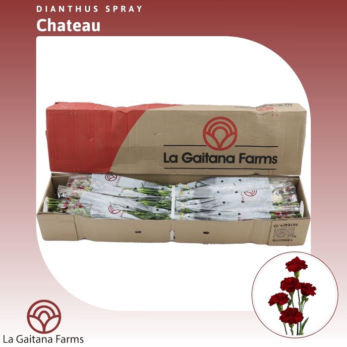 <h4>Dianthus tr Chateau</h4>