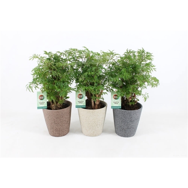 <h4>Polyscias Hawaiiana Ming in Nature keramiek</h4>