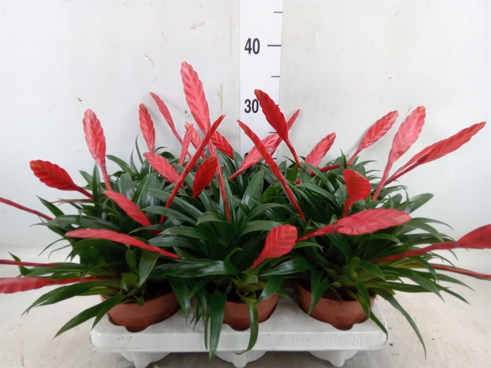 <h4>Vriesea  'Conchita'</h4>