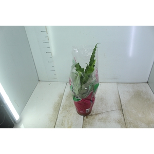 ASPLENIUM OSAKA VARIADO P19