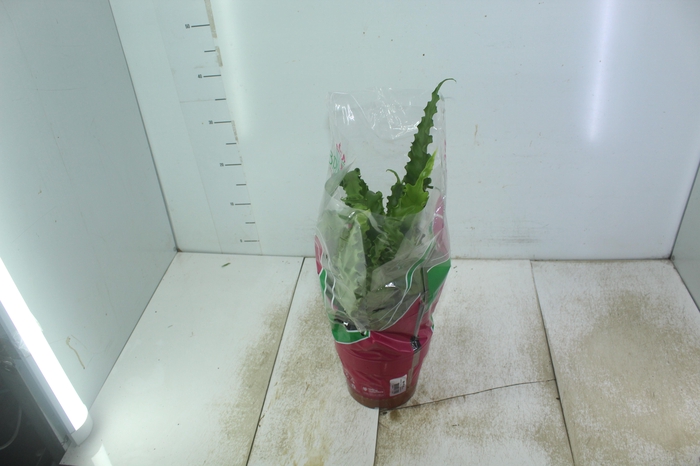 <h4>ASPLENIUM OSAKA VARIADO P19</h4>