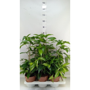 Dracaena surculosa