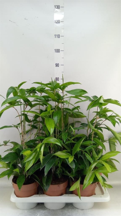 <h4>Dracaena surculosa</h4>