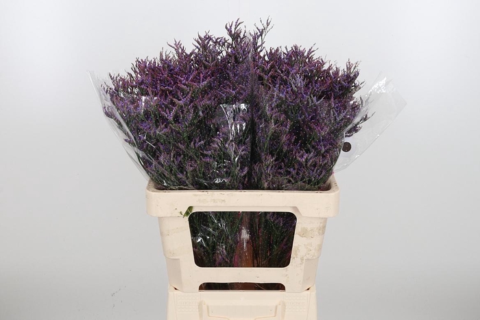 <h4>Lim Saf Dark Blue</h4>