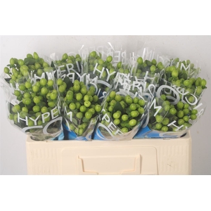 Hyp Coco Bamboo Green