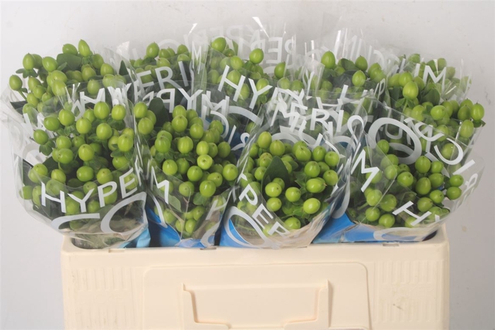 <h4>Hyp Coco Bamboo Green</h4>