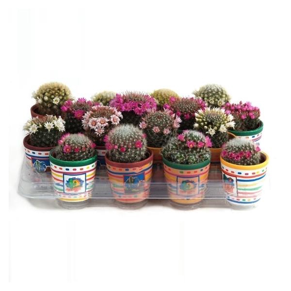 <h4>Cactus bloeiend</h4>